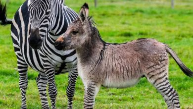 معلومات عن الحمار الوحشي
