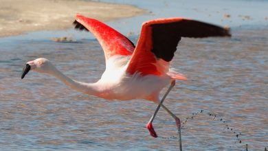 أنواع الطيور المائية