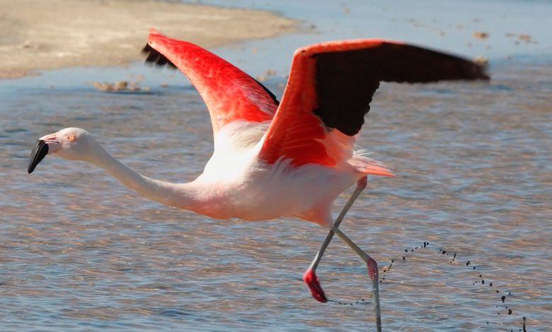 أنواع الطيور المائية