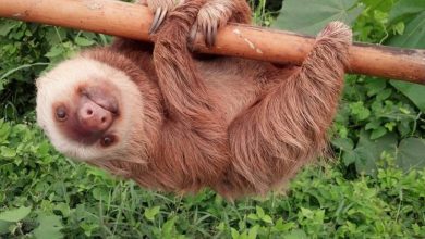 معلومات عن حيوان الكسلان