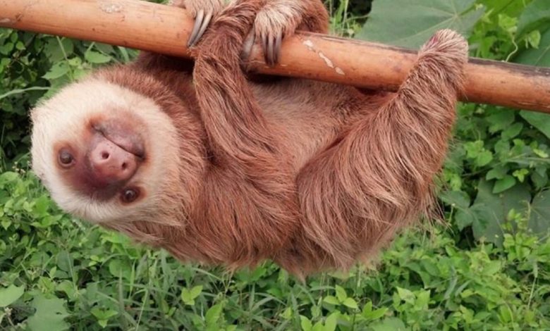 معلومات عن حيوان الكسلان