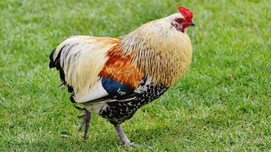 معلومات عن الديك