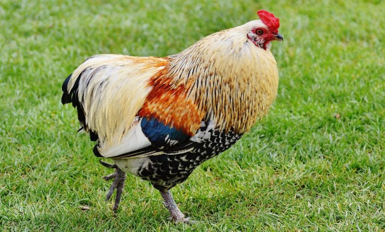 معلومات عن الديك