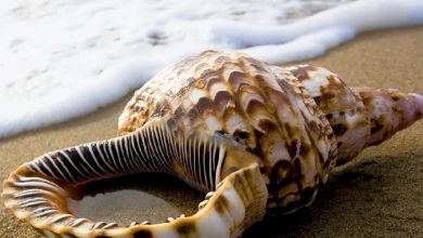 أنواع الأصداف البحرية