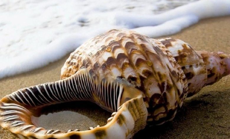 أنواع الأصداف البحرية