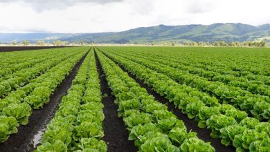 تغير النباتات