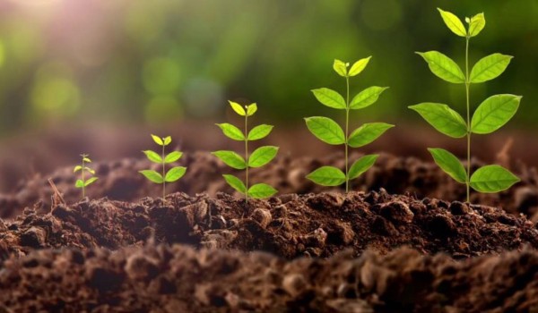 تغير النباتات