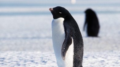 أين يعيش البطريق ؟