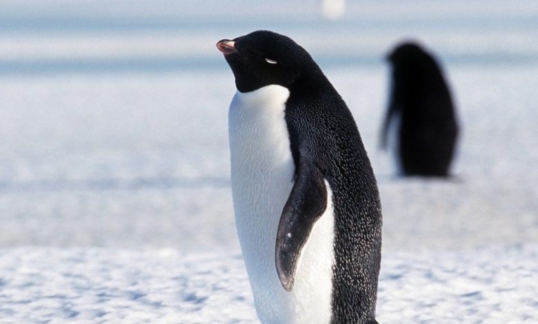 أين يعيش البطريق ؟