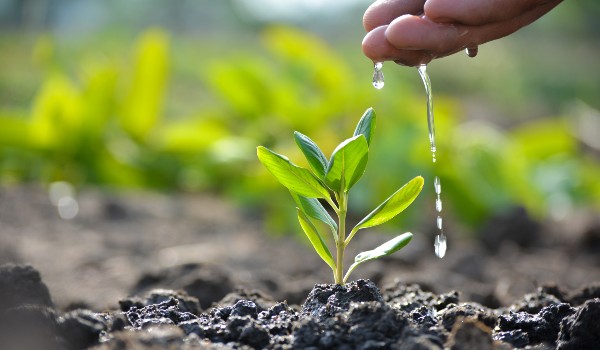 تغير النباتات