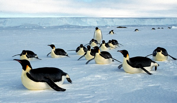 أين يعيش البطريق ؟