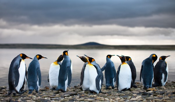 أين يعيش البطريق ؟