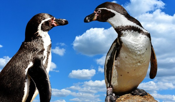 أين يعيش البطريق ؟