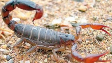 أخطر أنواع العقارب