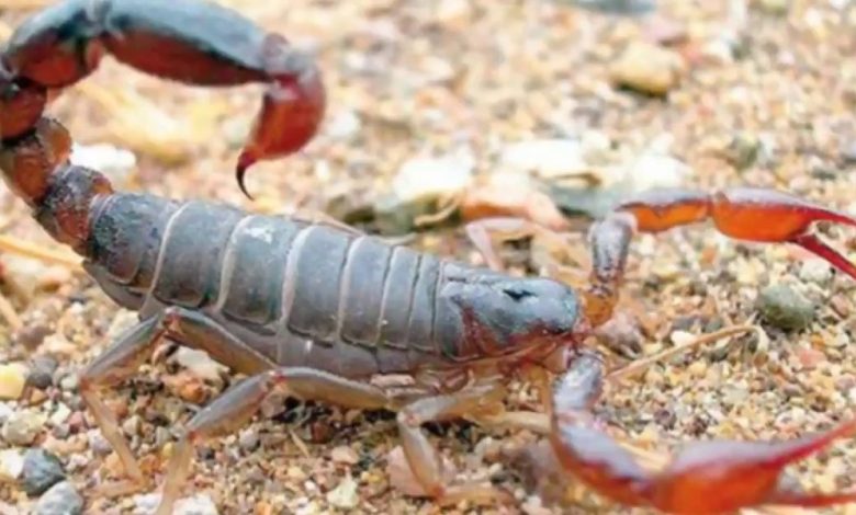 أخطر أنواع العقارب