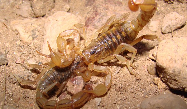 أخطر أنواع العقارب