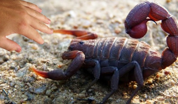 أخطر أنواع العقارب