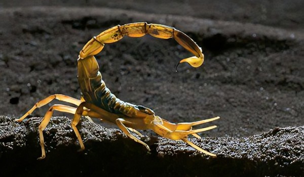 أخطر أنواع العقارب