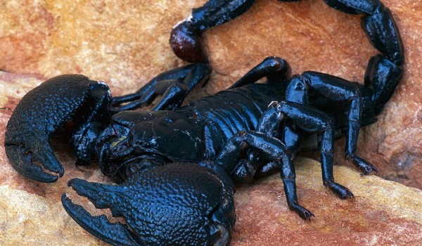 أخطر أنواع العقارب