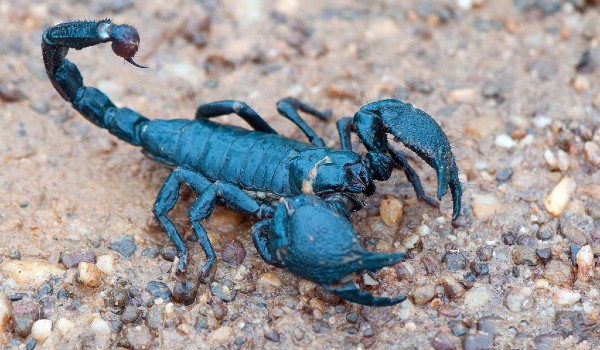 أخطر أنواع العقارب