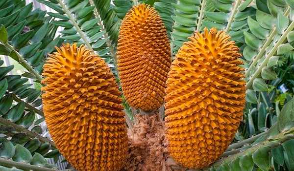 تغير النباتات