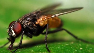 كم عمر الذبابة ؟