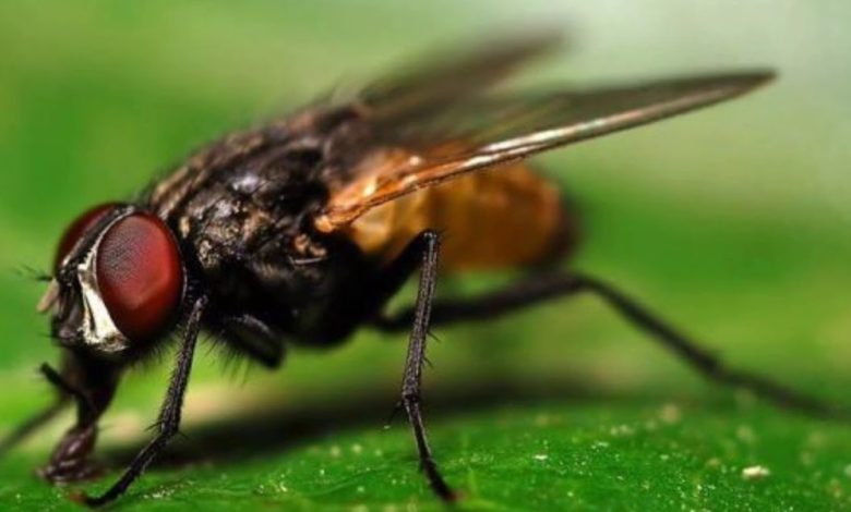 كم عمر الذبابة ؟