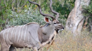معلومات عن حيوان الكودو