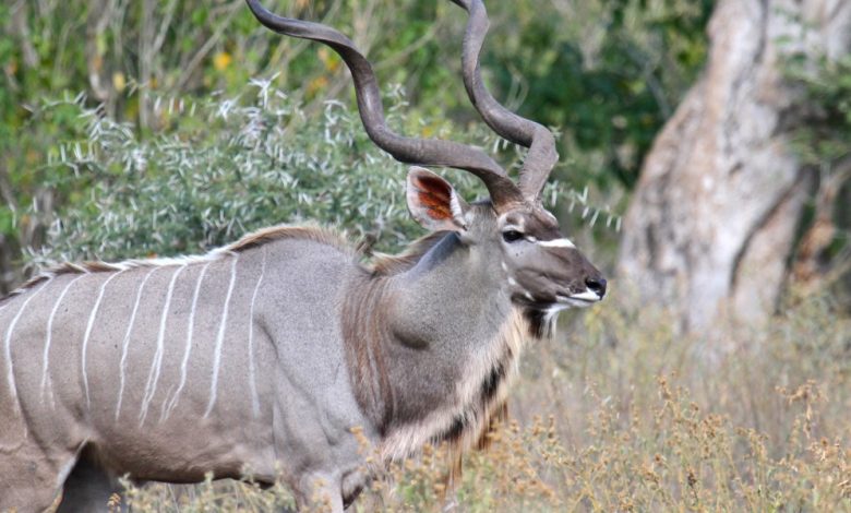 معلومات عن حيوان الكودو