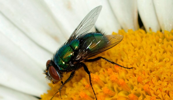 كم عمر الذبابة ؟