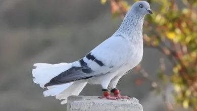 ما هو الطعام المفضل للحمام ؟