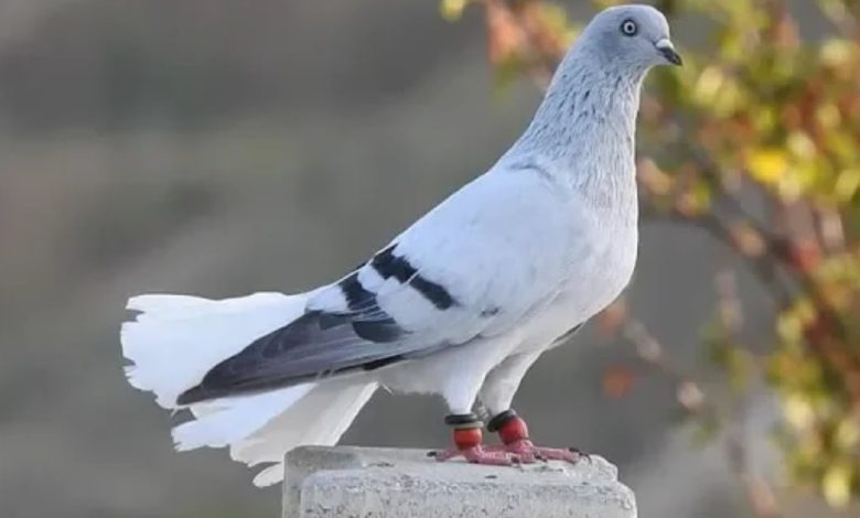 ما هو الطعام المفضل للحمام ؟