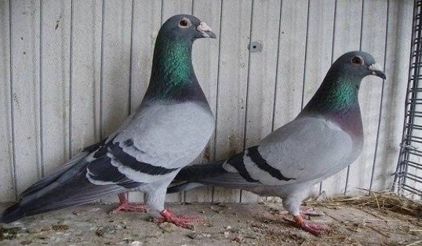 ما هو الطعام المفضل للحمام ؟