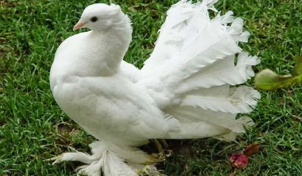 ما هو الطعام المفضل للحمام