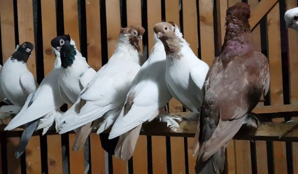 ما هو الطعام المفضل للحمام