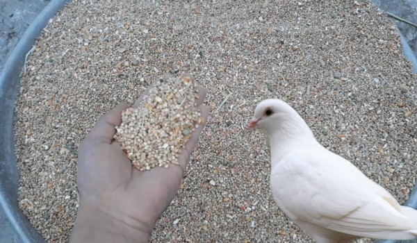 ما هو الطعام المفضل للحمام