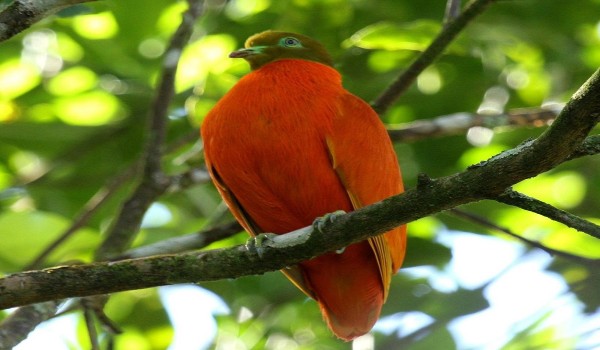 ما هو الطعام المفضل للحمام