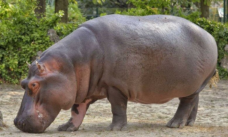 ماذا يأكل فرس النهر