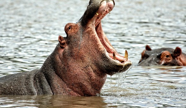 ماذا يأكل فرس النهر