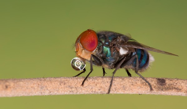 كم عمر الذبابة ؟