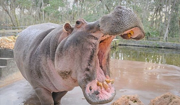 ماذا يأكل فرس النهر