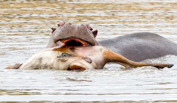 ماذا يأكل فرس النهر