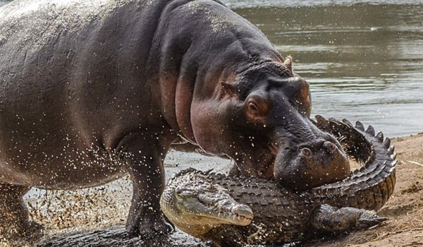 ماذا يأكل فرس النهر