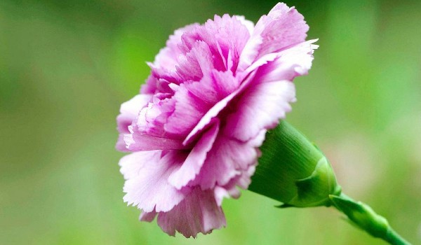 أنواع الورود واسمائها