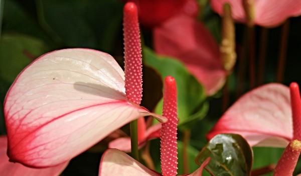 أنواع الورود واسمائها