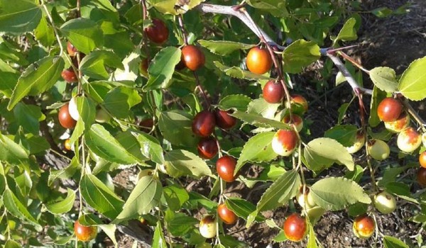 أنواع الورود واسمائها