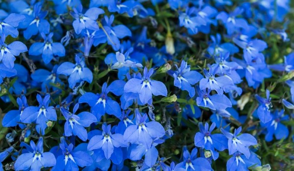 أنواع الورود واسمائها