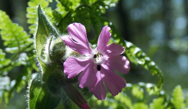 أنواع الورود واسمائها بالصور