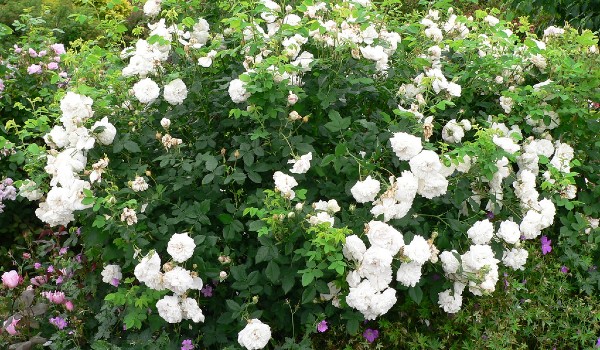 أنواع الورود واسمائها