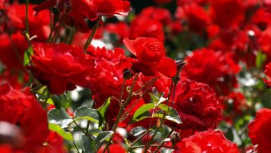 أنواع الورود واسمائها